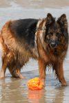 photo berger allemand à la mer